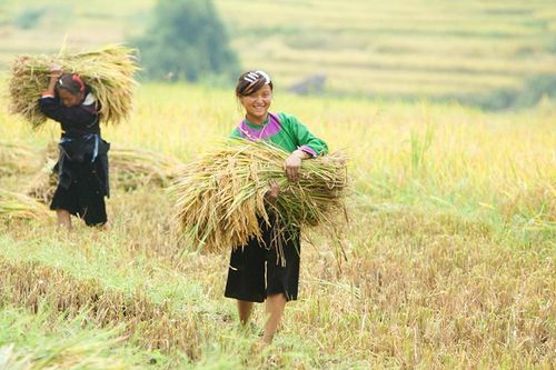 Vùng cao hối hả vào vụ gặt