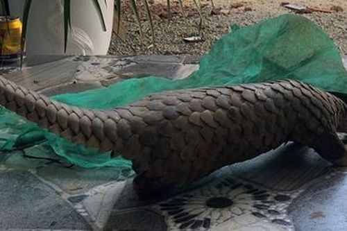 Bắt vụ tàng trữ tê tê, khỉ, heo rừng
