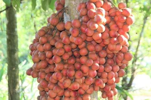 Quảng Nam: Dâu đất quả lạ xứ Tiên vào mùa chín rộ
