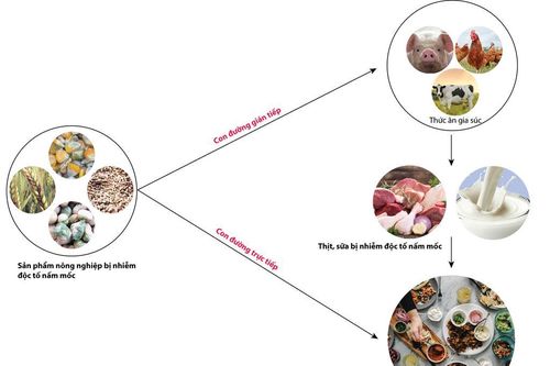 Những độc tố nấm mốc trong thực phẩm gây ung thư
