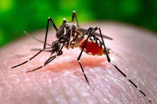 Hải Dương phát hiện ổ dịch sốt xuất huyết mới