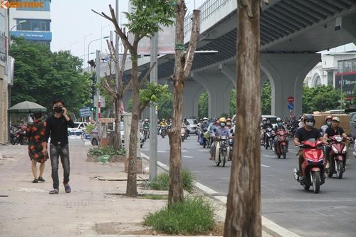 Hàng loạt cây xanh chết khô trên đường Trường Chinh