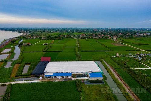 Nam Định: Bức xúc trại lợn không phép gây ô nhiễm, 'tra tấn' hơn 200 hộ dân