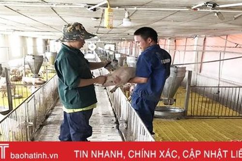 Các HTX ở Hà Tĩnh học cách bảo vệ môi trường để phát triển chăn nuôi lợn bền vững
