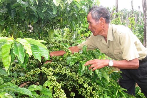 Giá lúa và hồ tiêu ổn định, giá càphê giảm nhẹ trong tuần vừa qua