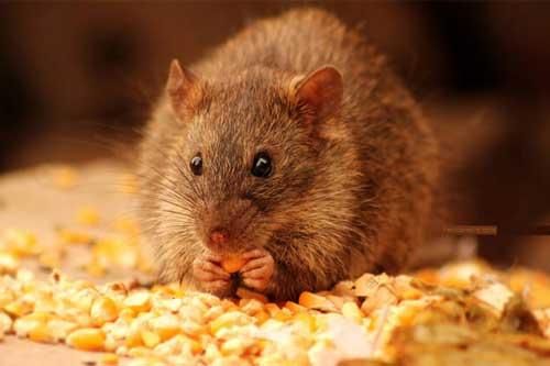Chỉ cần làm điều này nhà bạn sẽ không còn bóng con chuột nào