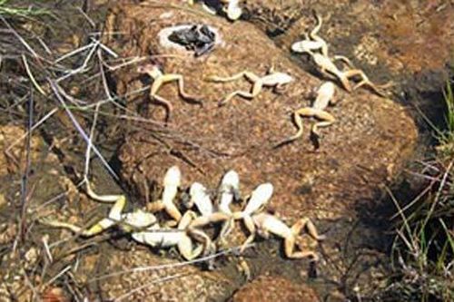 Trái Đất bên bờ 'đại tuyệt chủng' thứ sáu?
