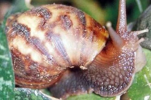 20 loài vật có kích thước to đột biến đến ngỡ ngàng