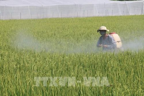 Giá lúa Hè Thu tăng mạnh