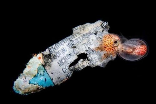 Những bức ảnh đoạt giải trong cuộc thi Nature inFocus Photography Awards 2020