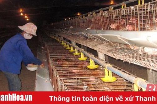 Mô hình gà siêu trứng an toàn sinh học