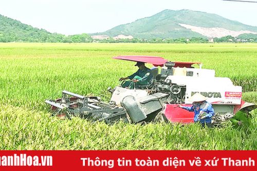 Toàn tỉnh thu hoạch được 20.337 ha lúa thu mùa
