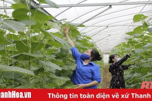 Hiệu quả từ sản xuất công nghệ cao tại các HTX
