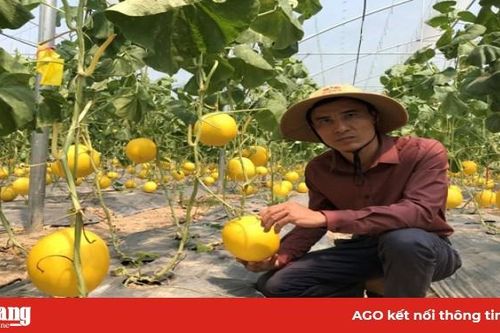 Bỏ việc lương nghìn đô về trồng dưa công nghệ Israel