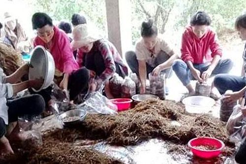 Nông dân Mường Pồn học nghề trồng nấm