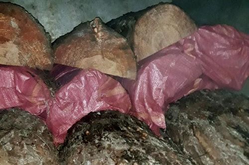 Bắt quả tang khai thác và vận chuyển gỗ trái phép