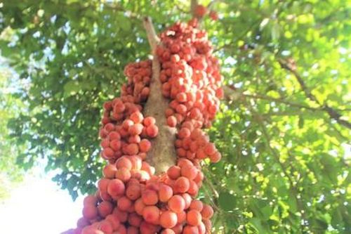 Mùa dâu đất ngọt nơi xứ Tiên