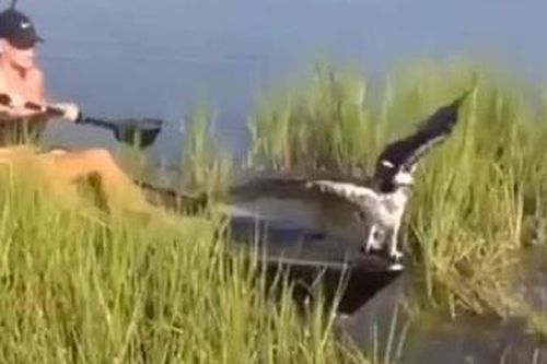 Clip 'chúa tể bầu trời' bị ngao kẹp chân, sà xuống mạn thuyền cầu cứu