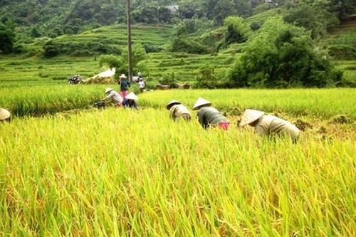 Giá lúa Hè Thu ổn định ở mức cao