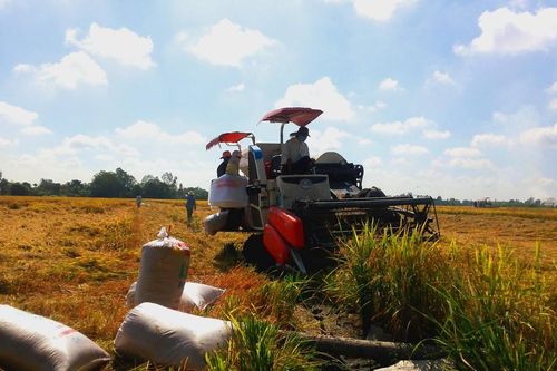 Giá cao, lúa gạo khởi sắc