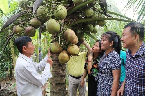 Nhu cầu của du khách tăng cao, dừa sáp Trà Vinh được giá
