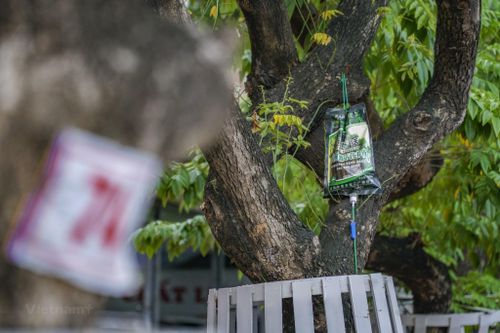 'Truyền dịch cấp cứu' hàng cây sưa đỏ bạc tỷ ở Hà Nội