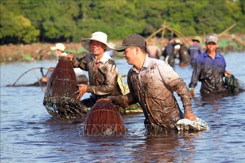 Hội 'phá trằm' ở Quảng Trị