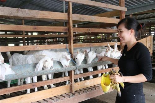 Dê thịt được giá, người chăn nuôi có lãi cao