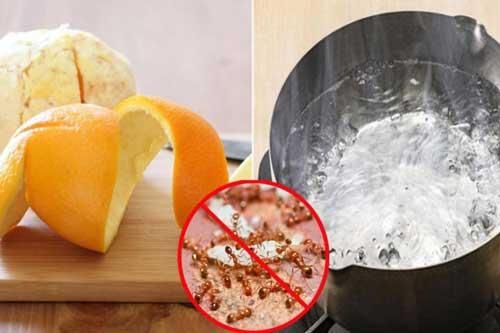 4 cách đuổi kiến ra khỏi nhà trong 'tích tắc', một đi không quay lại