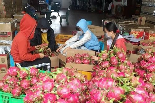 Hiệp định EVFTA: Sắp xuất khẩu nhiều nông sản sang EU