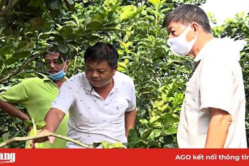 Tiếp sức cho người trồng bưởi da xanh