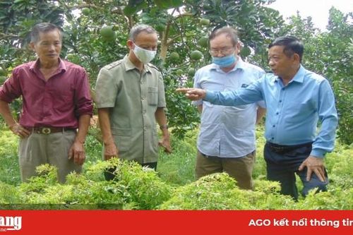 Thái Nguyên: Nông dân rủ nhau trồng 'sâm người nghèo', chế ra thứ cao uống vào khỏe cả người
