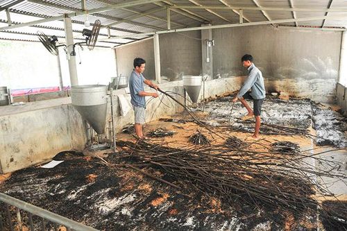 Nỗ lực khống chế dịch tả heo châu Phi