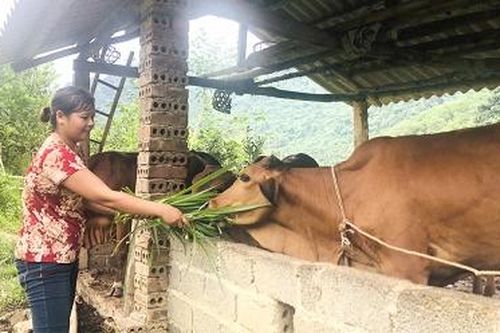 Đá Cạn - Nghị quyết chưa 'bám rễ' đất nghèo !