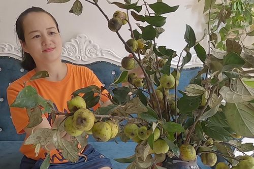 Độc đáo thú chơi 'hoa' táo mèo Tây Bắc