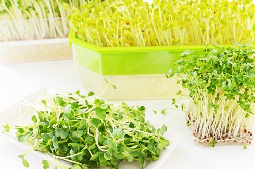 Rau mầm giải độc và dinh dưỡng