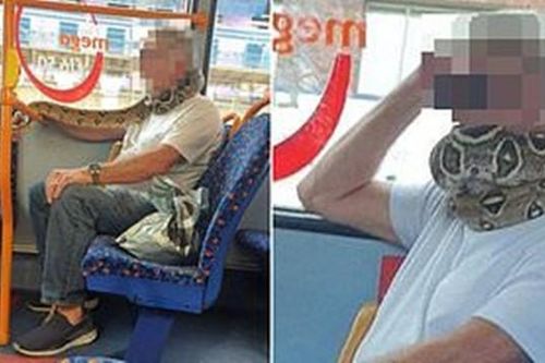 Dùng khăn thay khẩu trang xưa rồi, có người quấn cả rắn thay khẩu trang trên xe buýt này