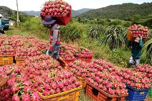 Nhiều mặt hàng nông sản chuẩn bị sang EU