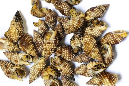 Hai loài ốc biển gây chết người ở Khánh Hòa