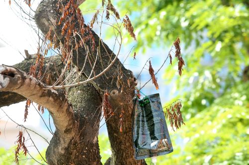 Hà Nội: Truyền dịch cứu cây 'bạc tỷ' trên phố Nguyễn Văn Huyên