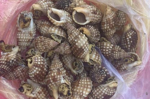 Tử vong sau khi ăn ốc lạ: Làm gì khi ngộ độc ốc biển?