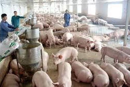 Giá heo hơi hôm nay 15/9: Đồng loạt tăng trên cả 3 miền