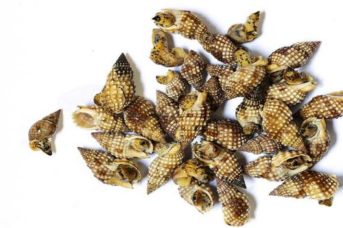 Đã xác định được 2 loại ốc làm 1 người chết, 2 người cấp cứu ở Khánh Hòa