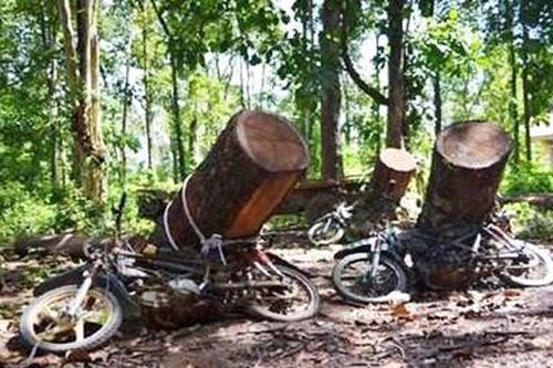 Khai thác rừng trái phép bị gỗ đè chết trên đường vận chuyển