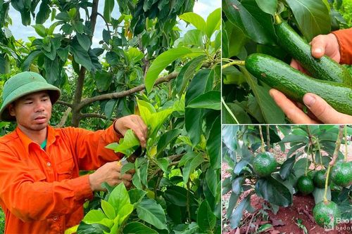 Cây bơ trên vùng đất đỏ Phủ Quỳ