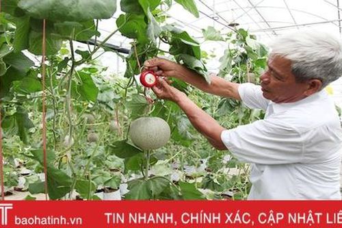 'Mục sở thị' vườn dưa lưới cho thu nhập gần nửa tỷ đồng mỗi năm ở Hà Tĩnh