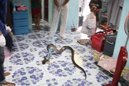 Bắt sống 'quái vật' dài 3m nằm dưới gầm giường cậu bé 3 tuổi