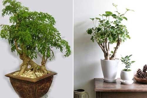 Những bài thuốc chữa bệnh cực hiệu nghiệm từ cây đinh lăng