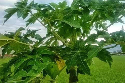 Những bài thuốc chữa bệnh cực hiệu nghiệm từ lá đu đủ