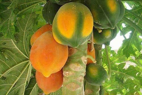 Mẹo chọn mua đu đủ chín tự nhiên, không sợ hóa chất độc hại